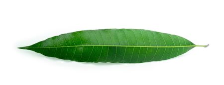 mango leaves on a white backgroundの写真素材