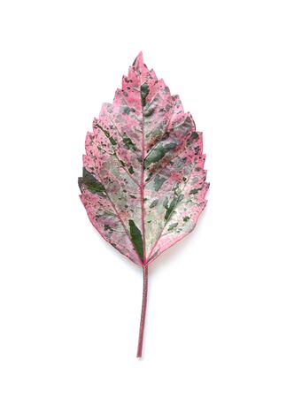 Tropical leaves on white backgroundの写真素材
