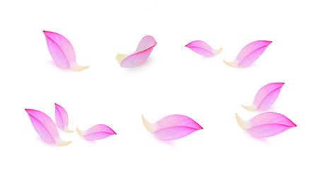 lotus isolated on white background.の写真素材