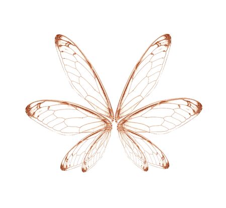 wings of Insect cicada on white bacgroundの写真素材