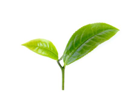 green tea leaf isolated on white backgroundの写真素材