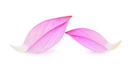 lotus isolated on white background.の写真素材