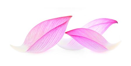 lotus isolated on white background.の写真素材