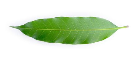 Green mango leaf isolated on white backgroundの写真素材