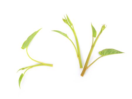 morning glory isolated on white backgroundの写真素材