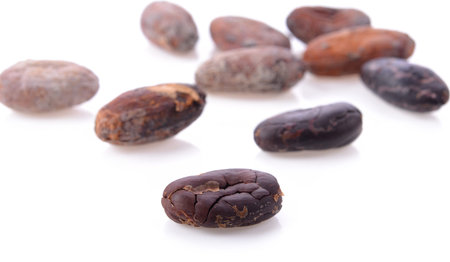 cocoa beans on white backgroundの写真素材