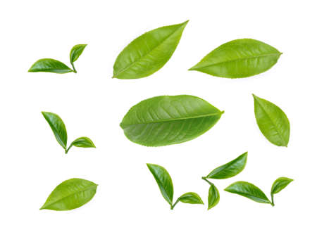 green tea leaf isolated on white backgroundの写真素材