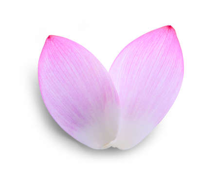 lotus isolated on white background.の写真素材