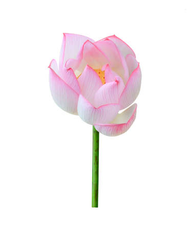 lotus isolated on white background.の写真素材
