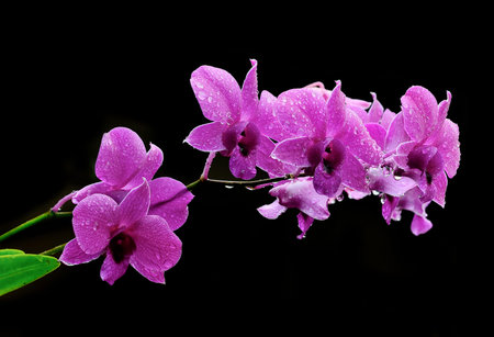 orchid isolated on black backgroundの写真素材