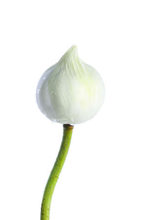 lotus isolated on white background.の写真素材