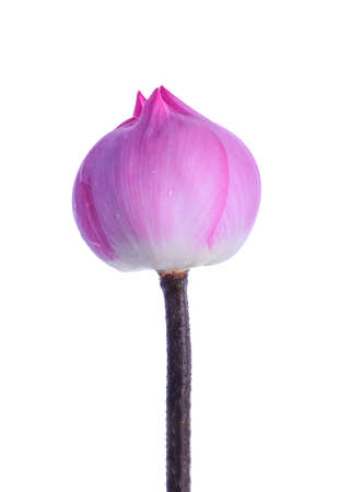 lotus isolated on white background.の写真素材