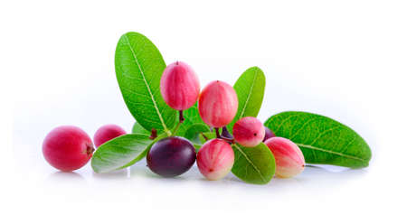 bengal-currants, carandas-plum, on a white backgroundの写真素材