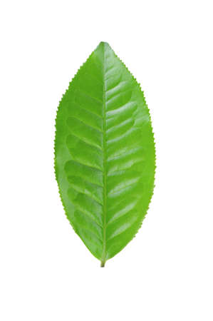 green tea leaf isolated on white backgroundの写真素材