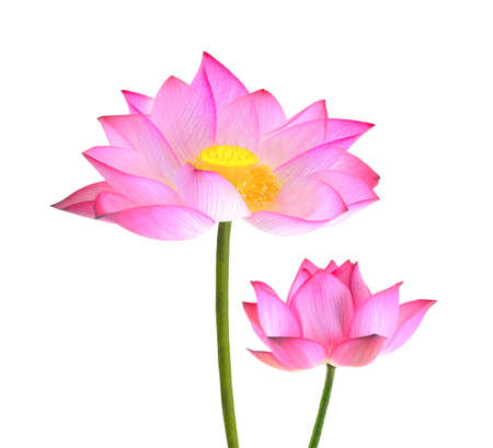 lotus isolated on white background.の写真素材