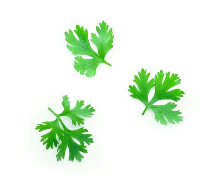 Green coriander leaves close-up, isolation on a white background. top view
