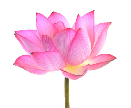 lotus isolated on white background.の写真素材