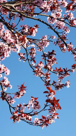 cherry blossomの写真素材