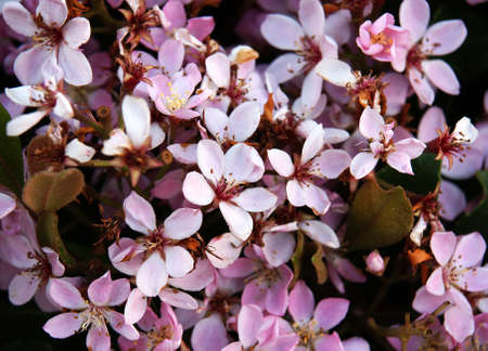 cherry blossomの写真素材