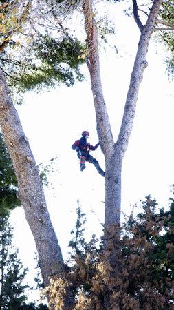 Woodcutter pruning a pine