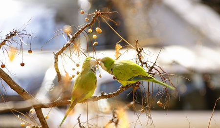 Parakeets in a branch giving him the beak