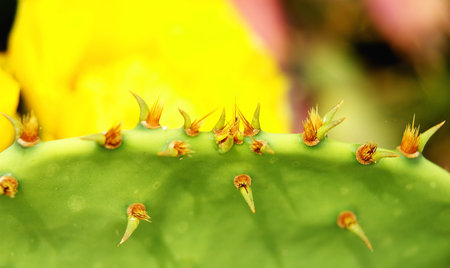 Cactus with prongs