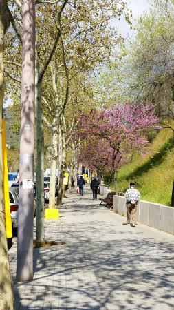 sidewalk with trees of flowers of pink color in Collblanc, Barcelonaの写真素材