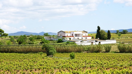 Fields of vineyards in Vilafranca del Penedes, Barcelonaのeditorial素材