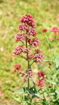 flowers in a garden の写真素材