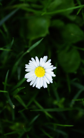 Marguerite