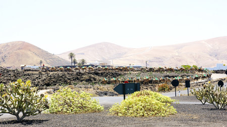 Tourists walking on camels, Lanzarote, Canary Islandsの写真素材