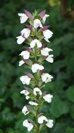 Flower of Monjuic s gardens, Barcelonaの写真素材