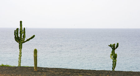 Cactus in a garden of Costa Teguise, Lanzarote, Canary Islandsの写真素材