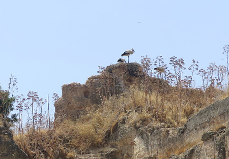 Storks in Morocco, North Africa                   の写真素材