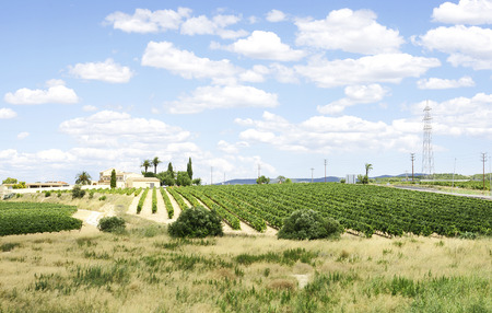 Vineyards in La Gornal, Penedes, Barcelonaの写真素材