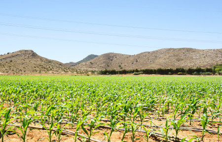 Corn Plantingの写真素材