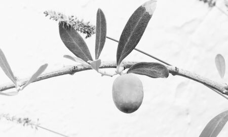 Canary Floraの写真素材