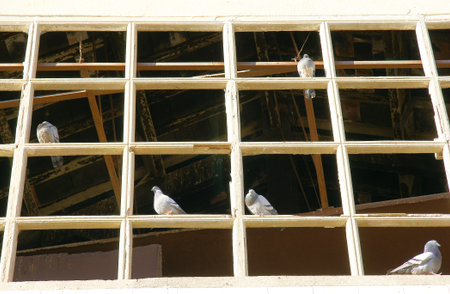Pigeons in the window of an abandoned building, Badalona, ??Barcelonaの写真素材