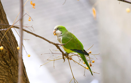 Parakeet on the branch of a treeの写真素材