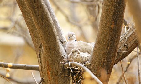 Doves nest in a treeの写真素材