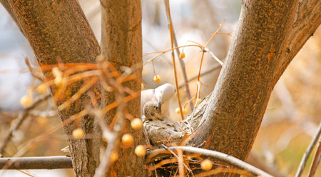 Doves nest in a tree