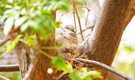 Doves nest in a treeの写真素材