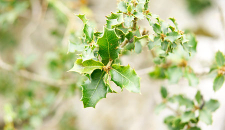Flowers and plants in the fieldの写真素材