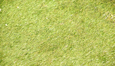 Lawn for backgrounds and textures