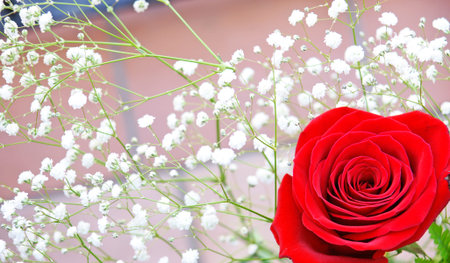 Red rose with white flowersの写真素材