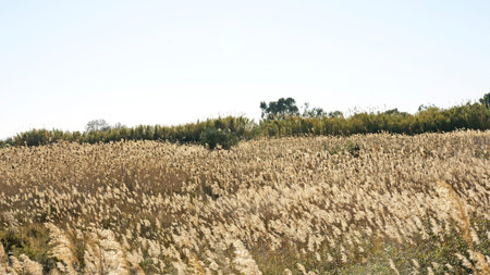 Delta del Llobregat, Barcelona