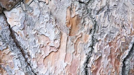 Bark of a pine for backgroundsの写真素材
