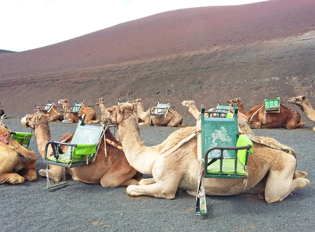 Camels for Tourists in Lanzarote, Canary Islands, Spainの写真素材