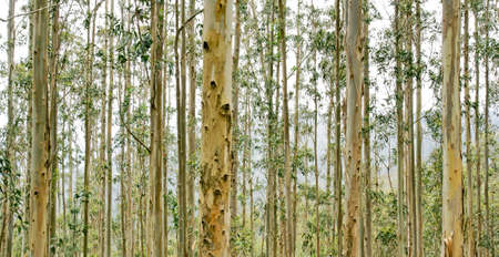 Forest of Galicia, Estaca de Bares, municipality of MaÃ±on, A CoruÃ±a, Galicia, Spain, Europeの写真素材