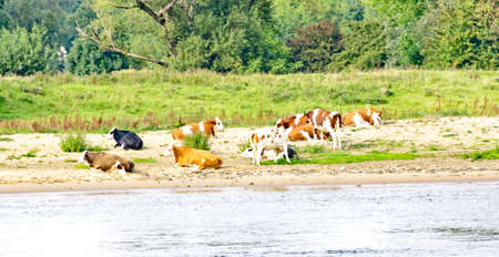 Cows grazing on the banks of a river in Holland, Netherlands, Europeの写真素材